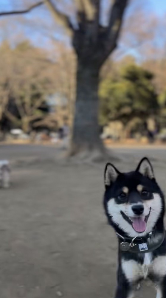 画面右にひょっこりいる黒柴