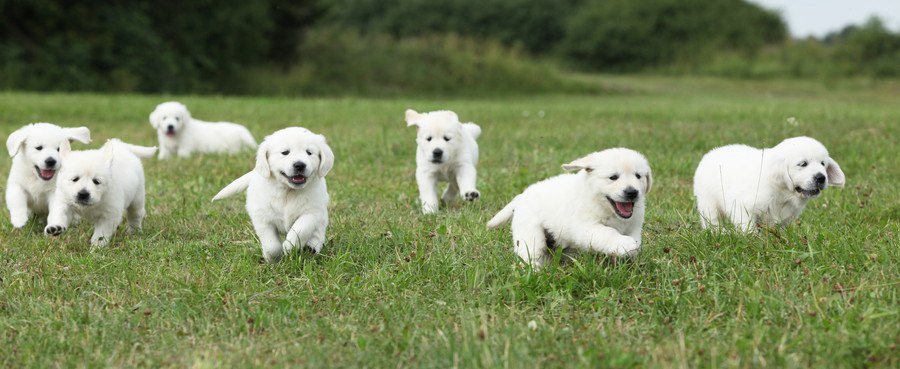 走る7頭の子犬