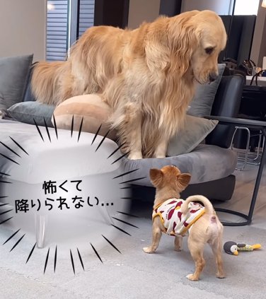 小型犬にビビるゴールデンレトリバー