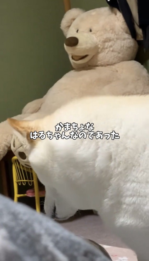ぬいぐるみのそばで様子を見る犬