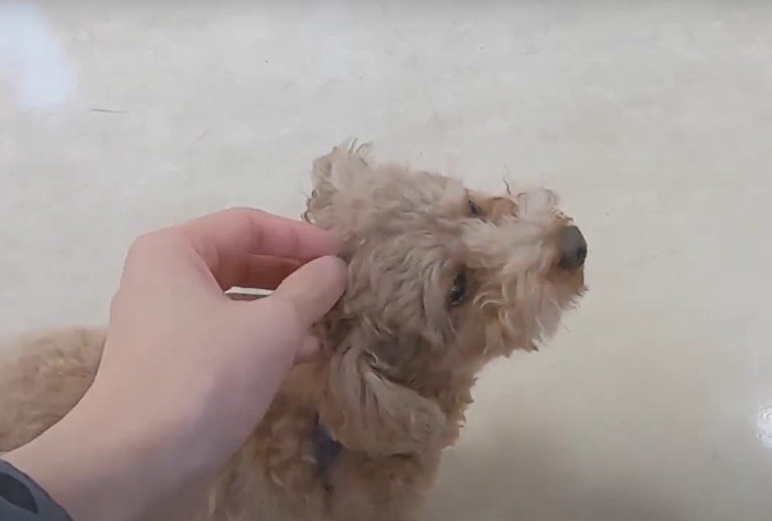 頭を撫でられる犬: