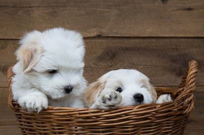 籠に入った２匹のマルチーズの幼犬