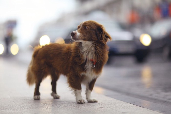 立ちすくむ犬