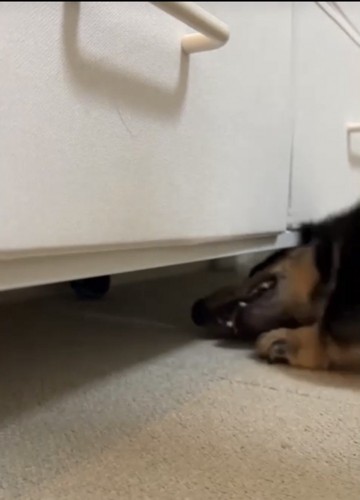 チェストの下に顔を入れる犬