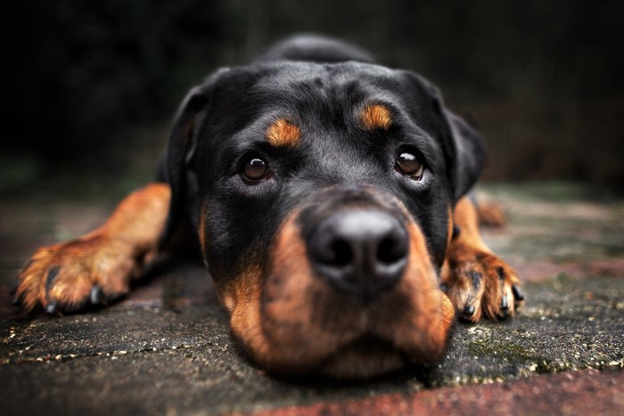 機嫌の悪そうな犬