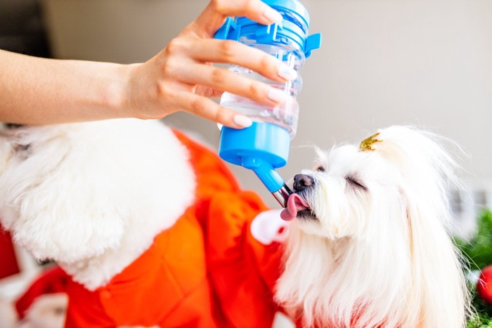給水ボトルから水を飲む犬