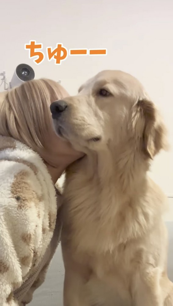 ほっぺにちゅーされるゴールデンレトリバー