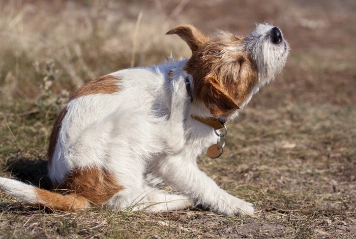 首を掻く犬