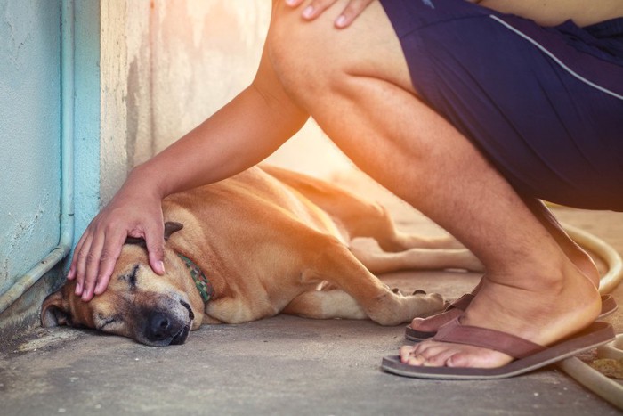 撫でられながら眠る茶色いい犬