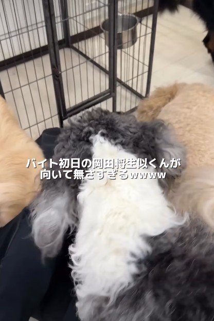 犬だんご状態に!!