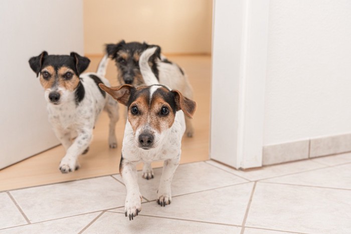 走る3匹の犬