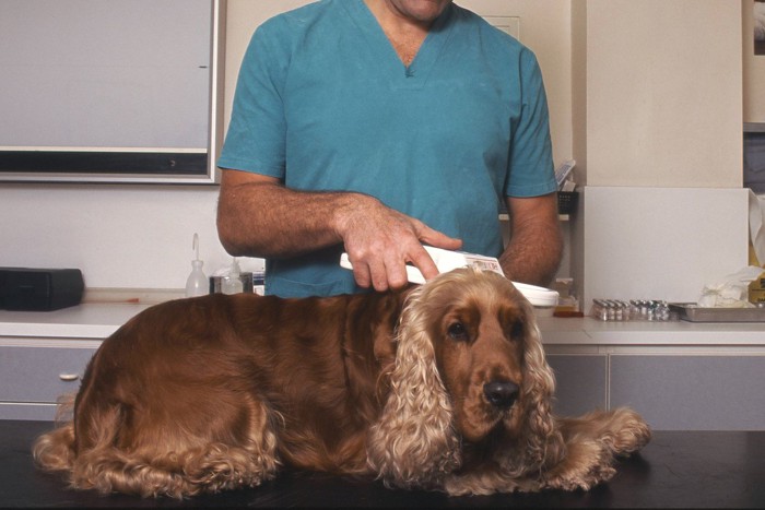 犬のマイクロチップを読み取る獣医師