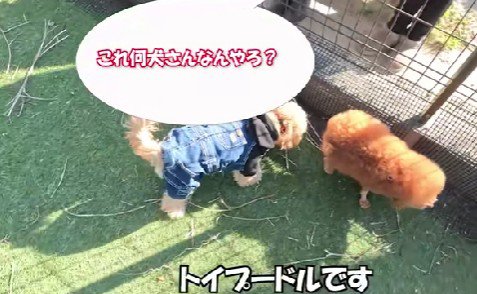 またまた犬種を聞かれた