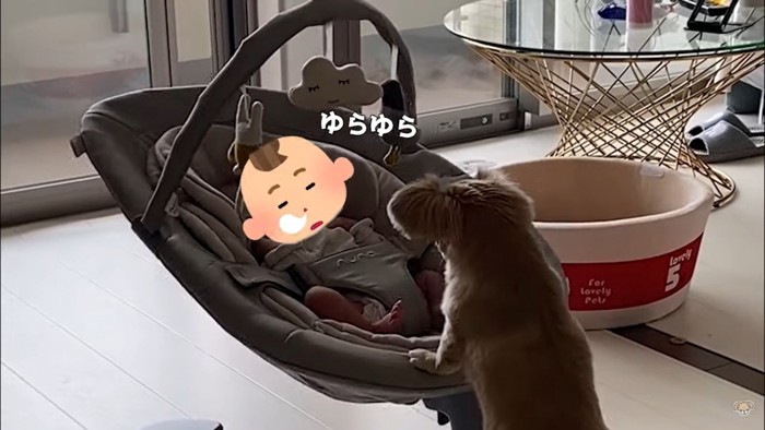 バウンサーに乗る赤ちゃんを見守るハナちゃん7