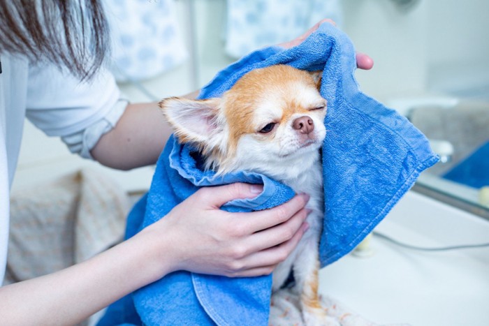 顔周りを拭かれて気持ちよさそうな犬