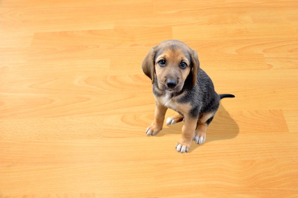 フォックスハウンドの子犬