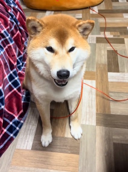 おしゃべりするどんちゃん