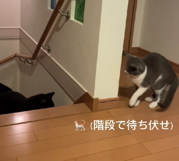 まめちゃんが来た…！！