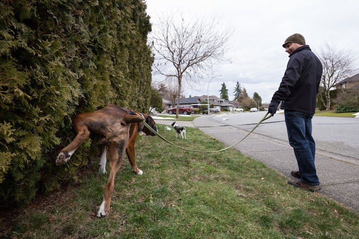 散歩中に植え込みにオシッコするボクサー犬の後ろ姿