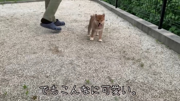 外で遊ぶひなたちゃん