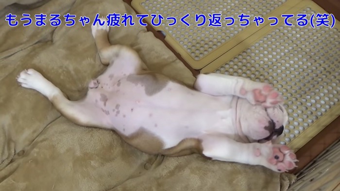 お腹を出して寝る犬