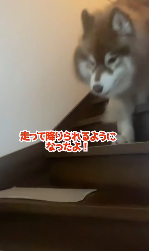 階段を駆け下りる大型犬