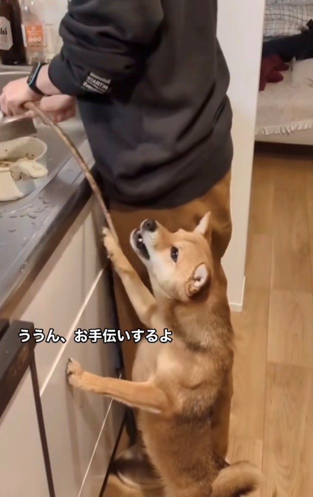 キッチンに立つ人とゴボウを口で追う犬