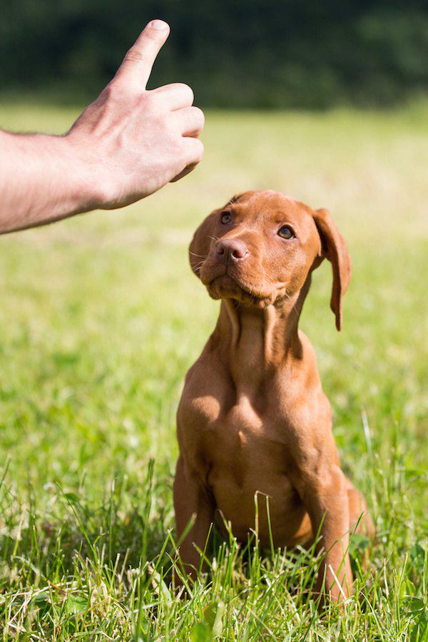 座って飼い主の指示を待つ子犬