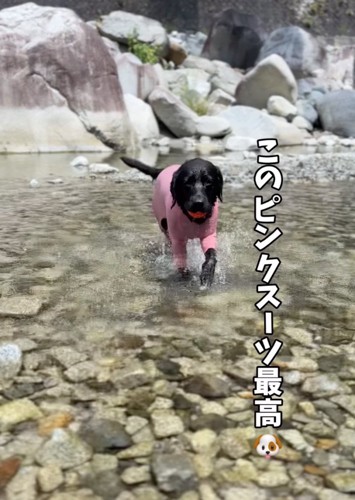 川辺で遊ぶ犬