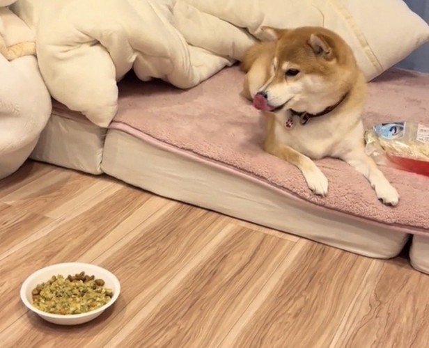 ごはんを気にする犬