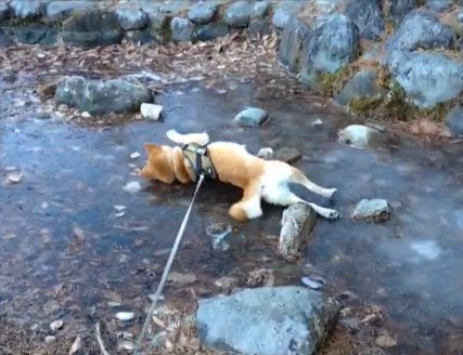 気持ちよさそう