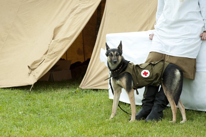 救護室にいる軍用犬