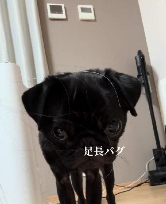 パグのとろろちゃんを撮影