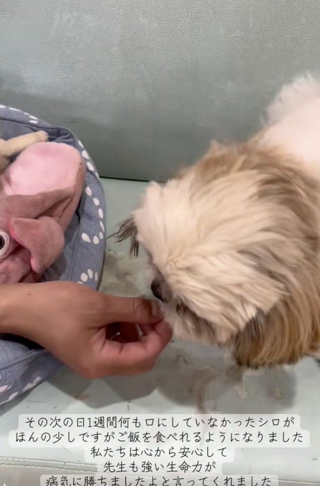 食べてくれた…！