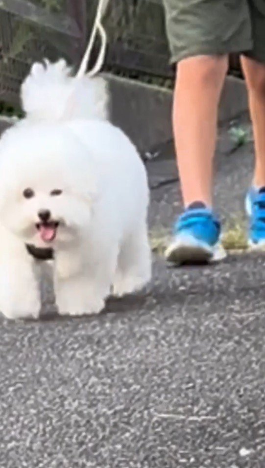 カメラに向かってウインクする犬