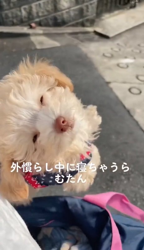 愛犬「ラム」ちゃん