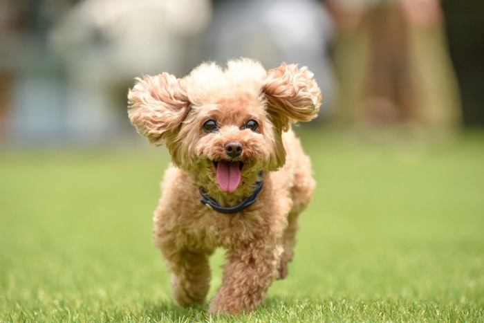 ドッグランで楽しそうに走る犬