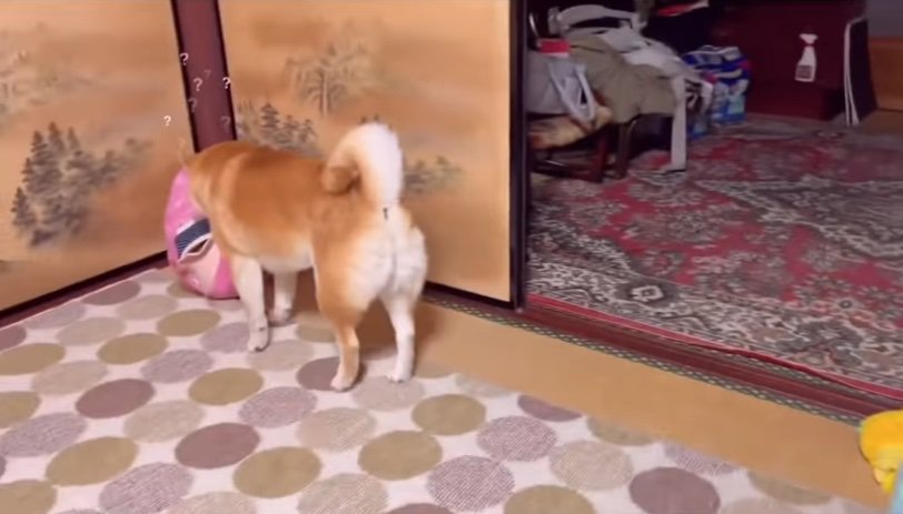 遠くを捜索する柴犬