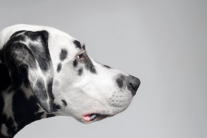 犬の横顔アップ