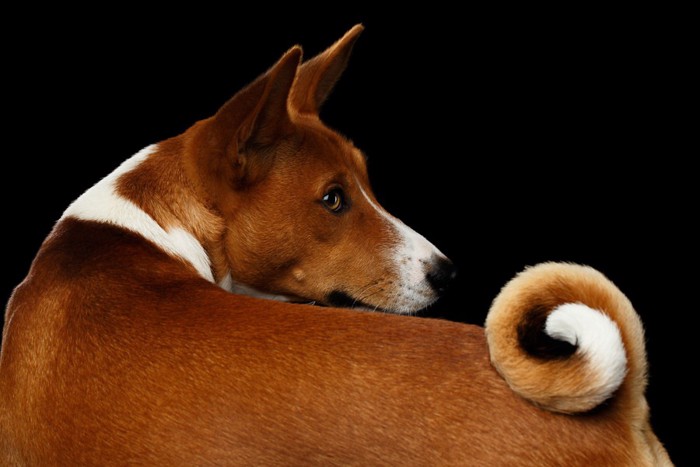 振り向く犬