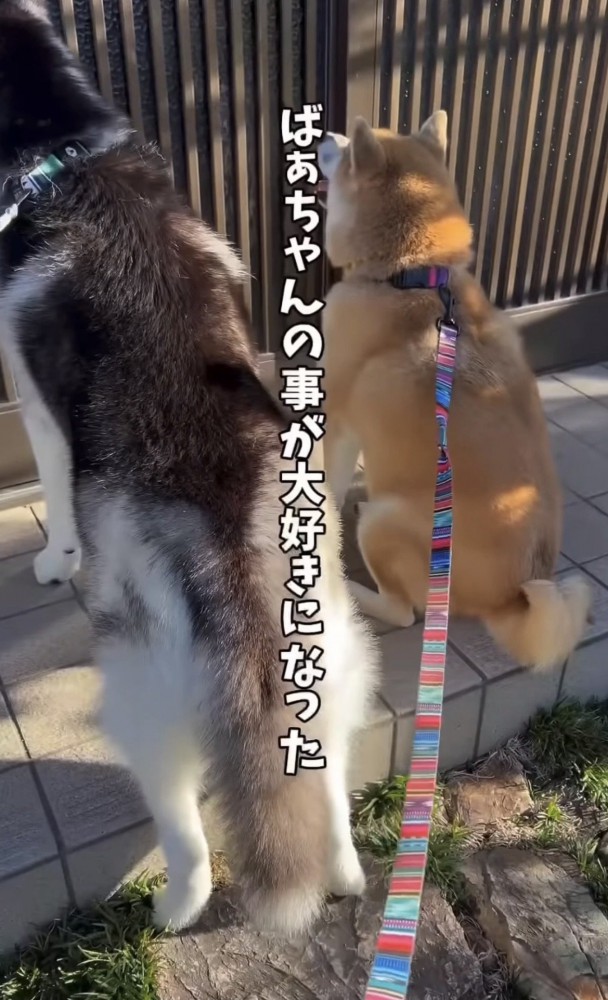 扉の前に座る2匹の犬