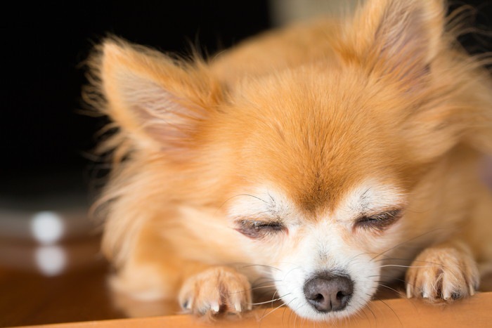 うつ伏せで眠る犬