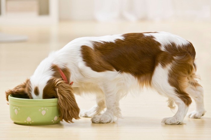 皿に頭をつっこむ犬