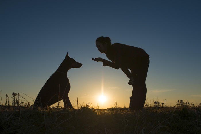 犬にしつけしている女性