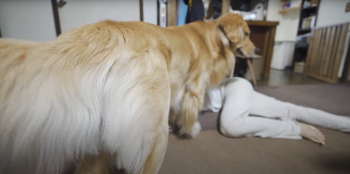 遠くを見て何かを考え込む犬