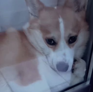 窓際に寝そべって不服そうな顔をしているコーギー