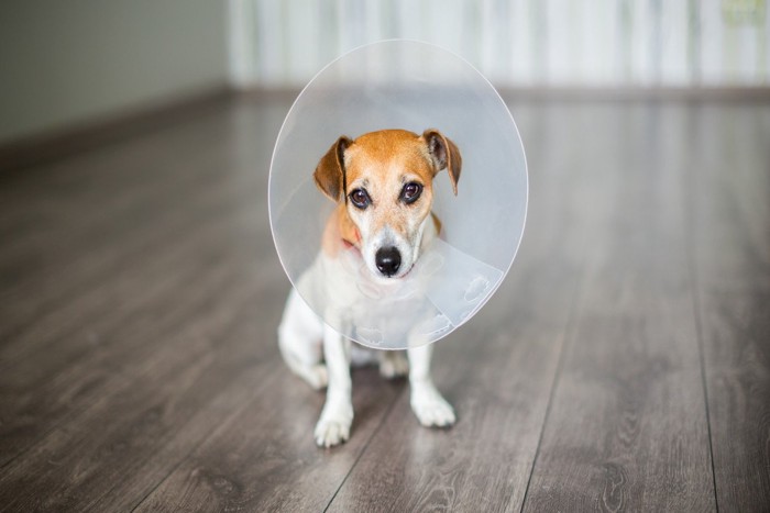 エリザベスカラーをつけている犬
