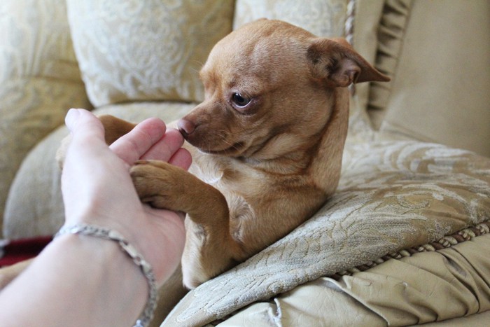 手のニオイを嗅ぐ子犬