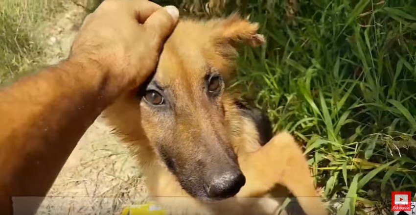 発見された犬をなでる