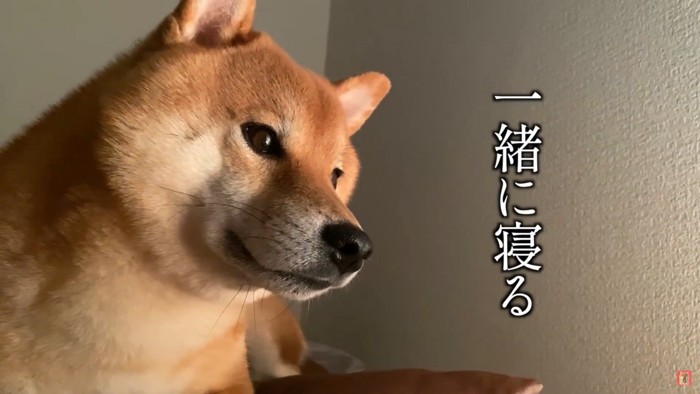 柴犬2匹と寝室へ